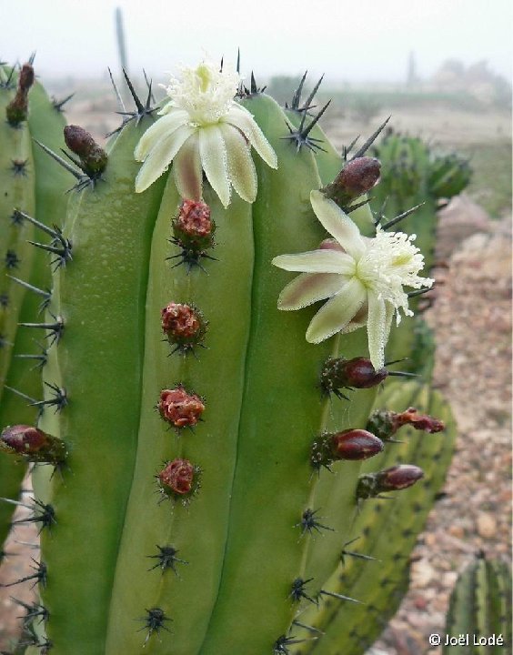 Polaskia chichipe JLcoll.3877